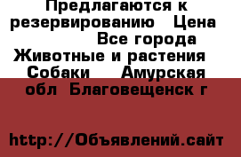 Предлагаются к резервированию › Цена ­ 16 000 - Все города Животные и растения » Собаки   . Амурская обл.,Благовещенск г.